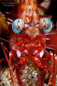 Portrait Shrimp by Iyad Suleyman 